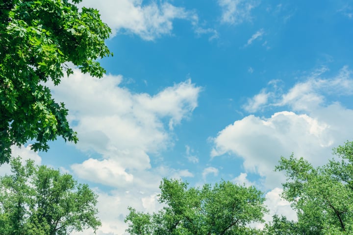 Summer sky and trees